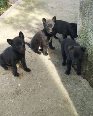 Cani pastore belga