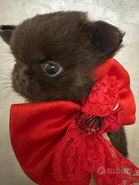 Chihuahua femmina pelo lungo