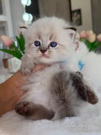 Gattino British Long Hair Occhi Azzurri (Maschio)