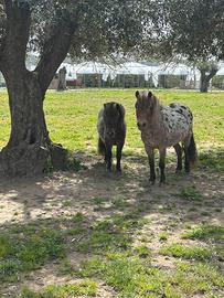 Coppia di pony