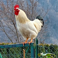 Gallo
