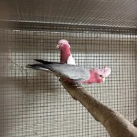 Cacatua rosa piccoli ed altri pappagalli