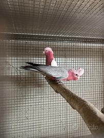 Cacatua rosa piccoli ed altri pappagalli