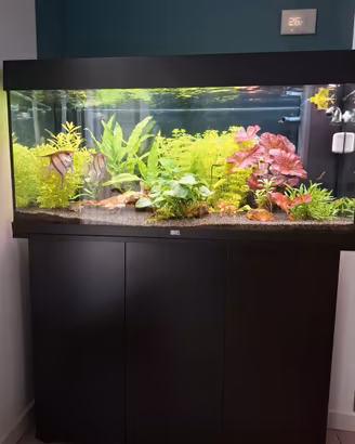 Acquario Juwel Rio 180 completo piante-pesci