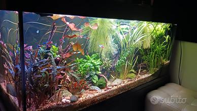 acquario 250 l.  completo..