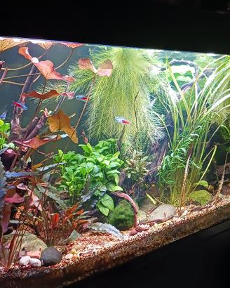 acquario 250 l.  completo..