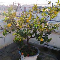 Albero di limone in vaso