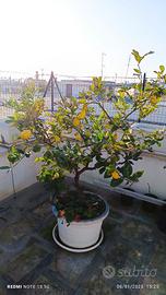 Albero di limone in vaso