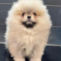 Pomerania Spitz Toy nano
