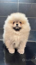 Pomerania Spitz Toy nano