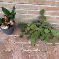 2 piante da esterno con vasi neri