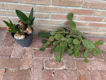 2 piante da esterno con vasi neri