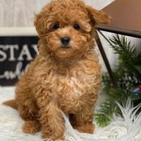 Cuccioli barboncini toy