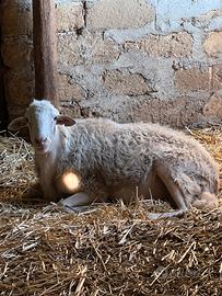 Ariete 4r razza val Belice