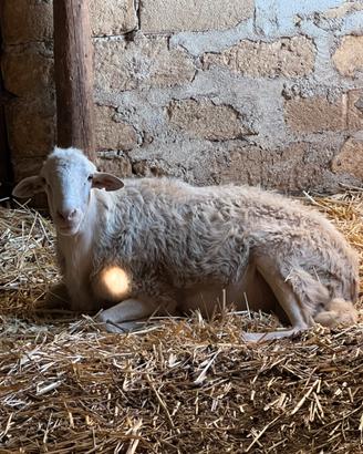 Ariete 4r razza val Belice
