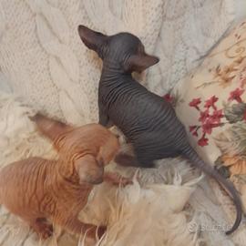 Livorno Toscana Canadian Sphynx