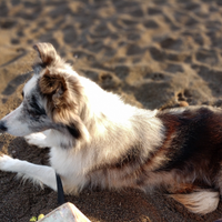 Border collie