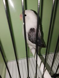 Femmina inseparabile fischer