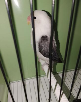 Femmina inseparabile fischer