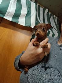 Pincher mini toy chocolat