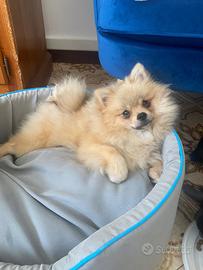Spitz di Pomerania femmina