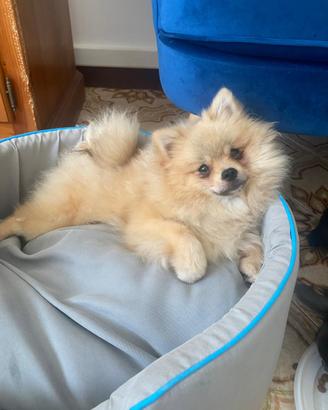 Spitz di Pomerania femmina