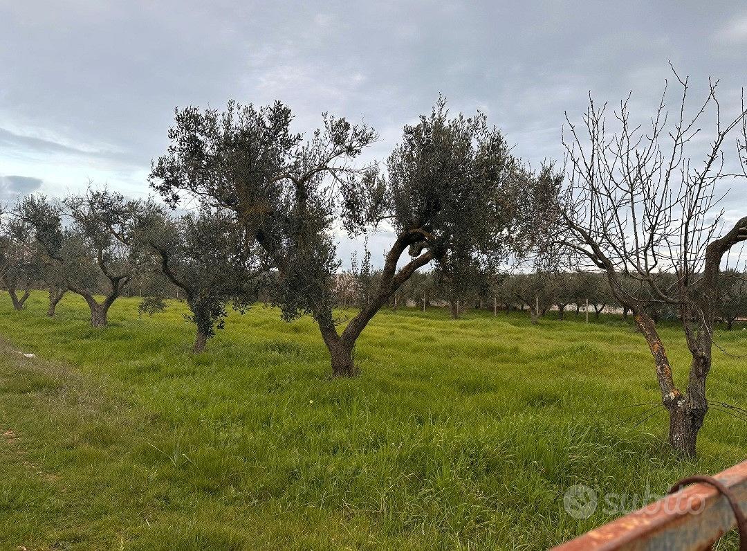 Terreno Agricolo Uliveto Seminativo Selva San Vito - Vista 5