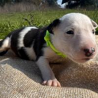 Bull terrier miniature