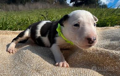 Bull terrier miniature