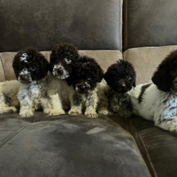 Lagotto Romagnolo Cuccioli
