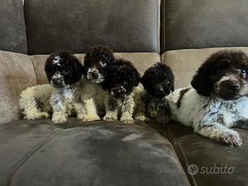 Lagotto Romagnolo Cuccioli
