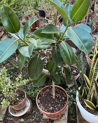 Piante Ficus