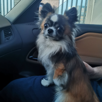 Chihuahua per accoppiamento