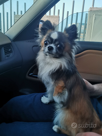 Chihuahua per accoppiamento