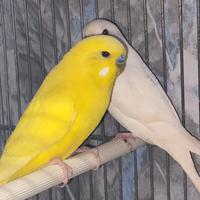 Coppia di cocorite