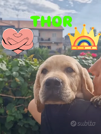 🐾💎 AFFIDAMENTO CON RISCATTO RIPRODUTTIVO - 500 €