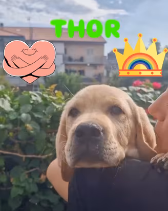 🐾💎 AFFIDAMENTO CON RISCATTO RIPRODUTTIVO - 500 €