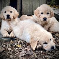 Golden Retriever Cuccioli