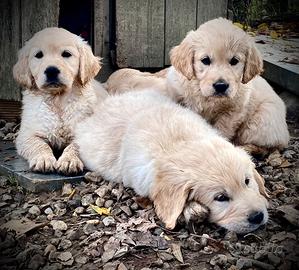 Golden Retriever Cuccioli