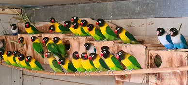 Inseparabili personata singoli coppie e pulli