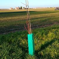 Shelter Protezione piante NUOVI 0.5 euro/pz