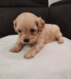 Maltipoo
