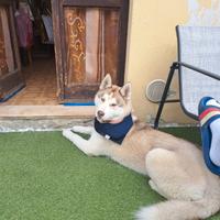 Aschi
