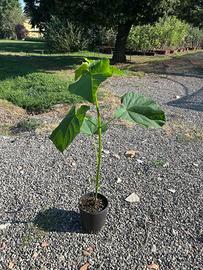 Piante e semi di Paulonia tomentosa (Paulownia)
