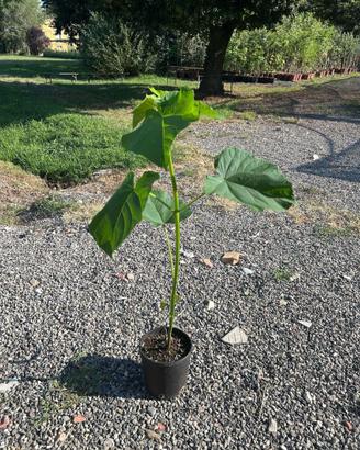 Piante e semi di Paulonia tomentosa (Paulownia)