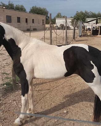 Cavallo