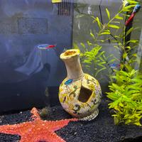 Acquario Genius 40 litri con accessori
