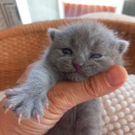 cucciola british shorthair 