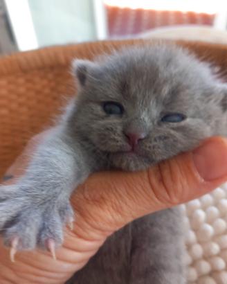 cucciola british shorthair 