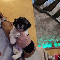 Cuccioli shitzu